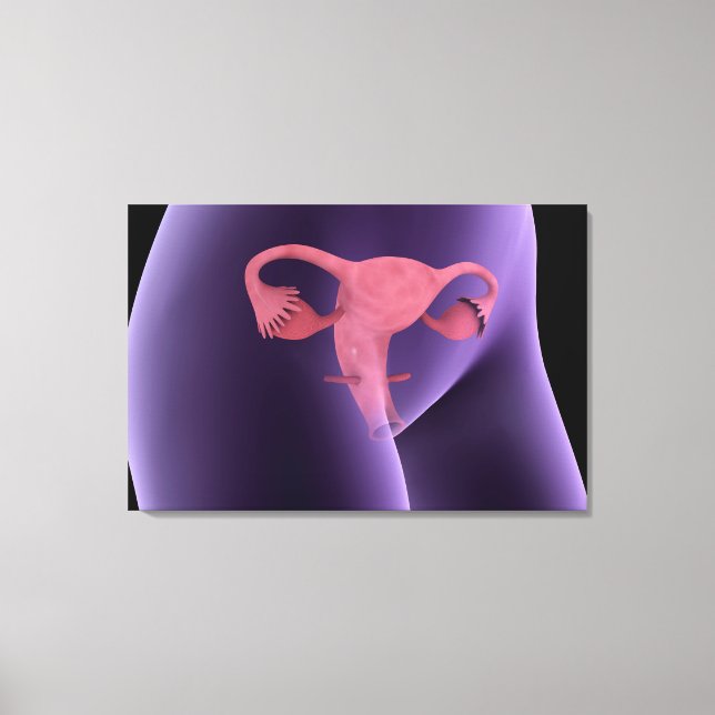 Female Reproductive Organ, X-Ray View 2 Canvas Print (Front)