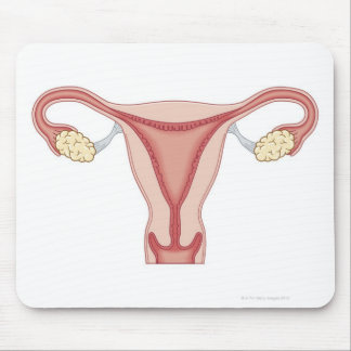 Female Reproductive System 2 Mouse Pad