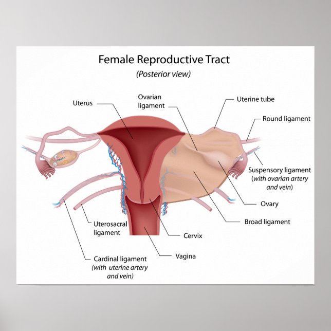 Female reproductive system labeled diagram poster (Front)