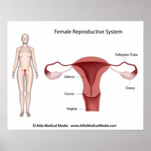 Female Reproductive System labelled Poster