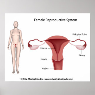 Female Reproductive System labelled Poster