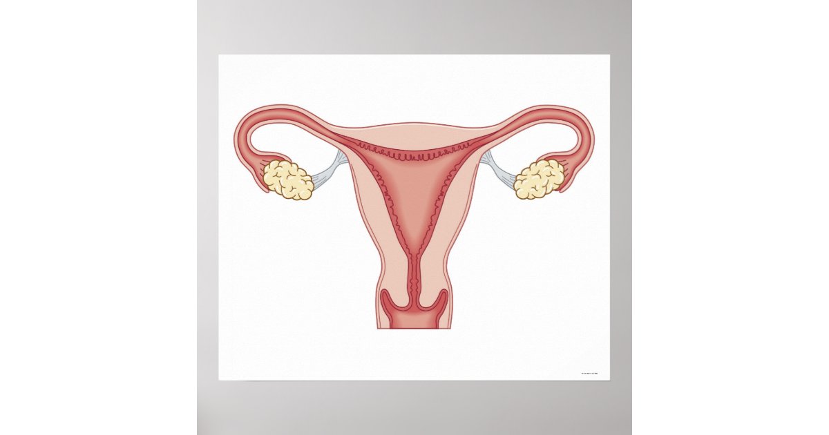 Female Reproductive System Poster Zazzle 