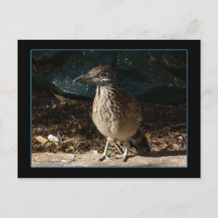 Female Roadrunner Postcard