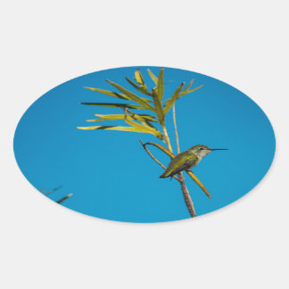 Female ruby-throat hummingbird on tree oval sticker