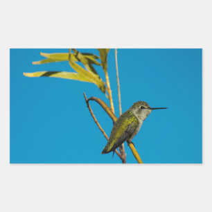 Female ruby-throat hummingbird on tree sticker