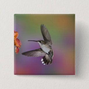 Female Ruby Throated Hummingbird in flight 2 Inch Square Button