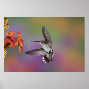 Female Ruby Throated Hummingbird in flight, 2 Poster