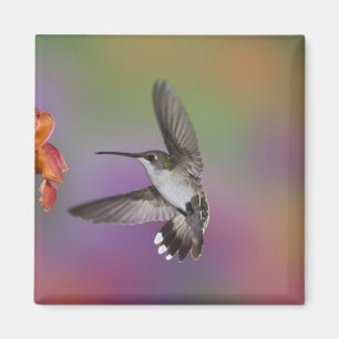 Female Ruby Throated Hummingbird in flight Magnet