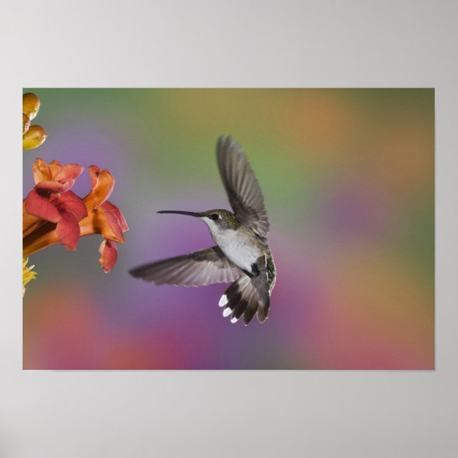 Female Ruby Throated Hummingbird in flight Poster (Front)