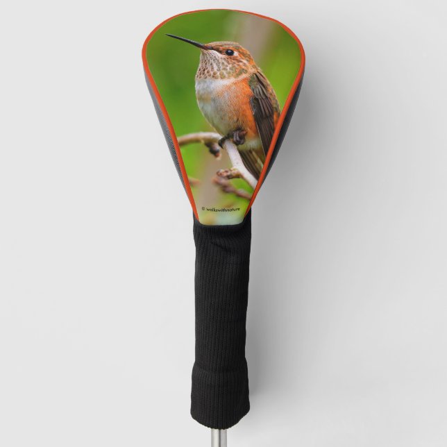 Female Rufous Hummingbird on the Plum Tree Golf Head Cover (Front)