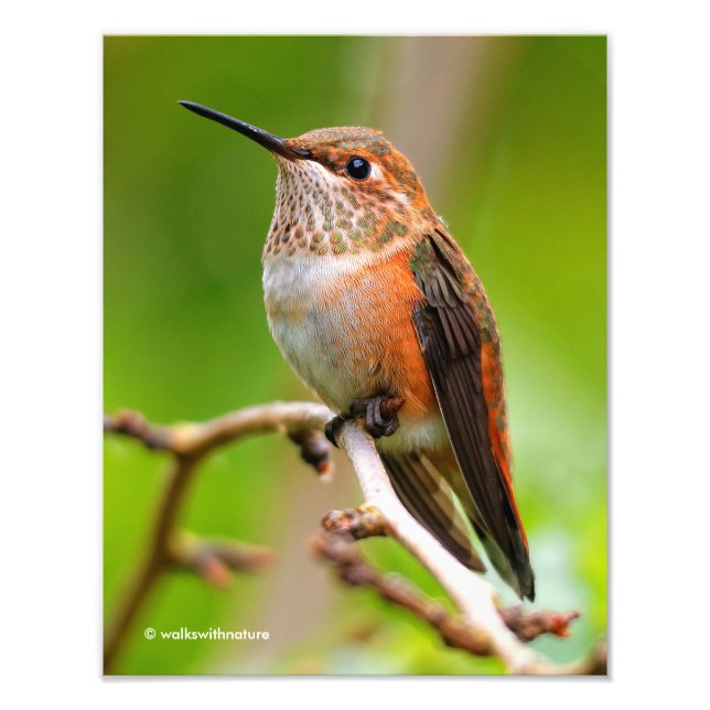 Female Rufous Hummingbird on the Plum Tree Photo Print (Front)