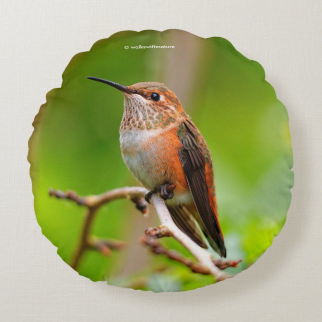 Female Rufous Hummingbird on the Plum Tree Round Pillow (Front)
