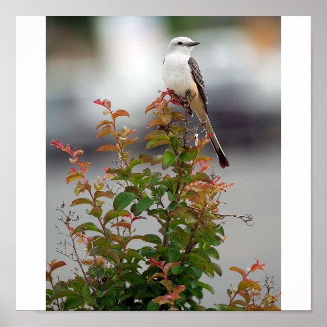 Female Scissortail Flycatcher Poster (Front)