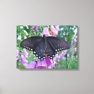 Female Spicebush Swallowtail Butterfly Canvas Print