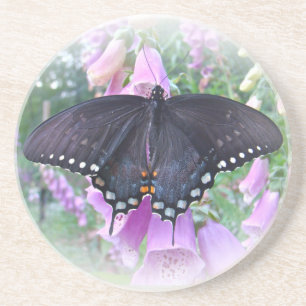 Female Spicebush Swallowtail Butterfly Coaster