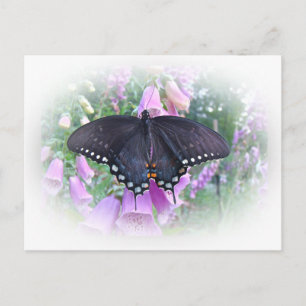 Female Spicebush Swallowtail Butterfly Postcard