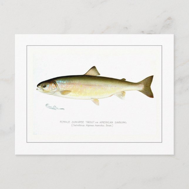 Female Sunapee Trout Postcard (Front)