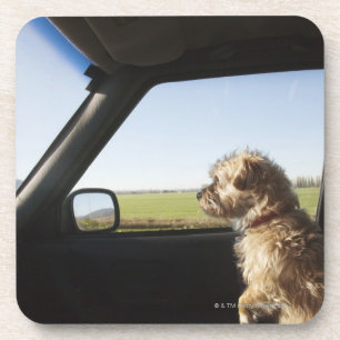 Female Terrier X sitting if front seat of Coaster