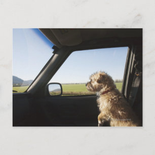 Female Terrier X sitting if front seat of Postcard