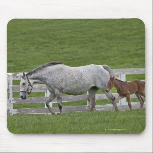 Female thoroughbred and young foal mouse pad