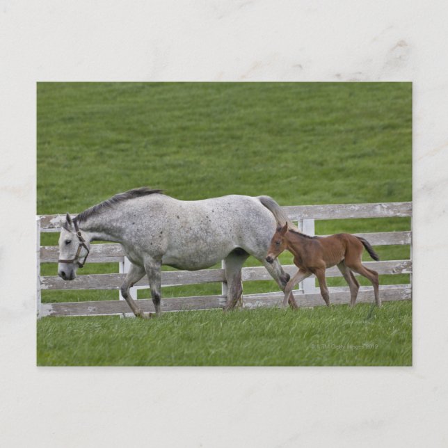 Female thoroughbred and young foal postcard (Front)