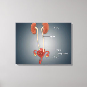 Female Uterus With Ovaries, Kidney and Bladder Canvas Print