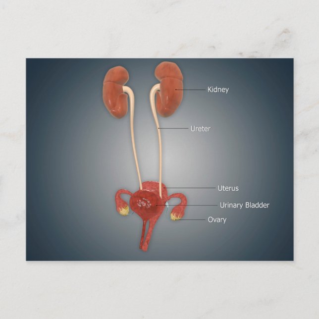 Female Uterus With Ovaries, Kidney and Bladder Postcard (Front)