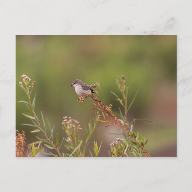 Female Vermilion Flycatcher Postcard (Front)