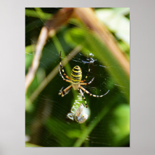 Female Wasp spider Poster