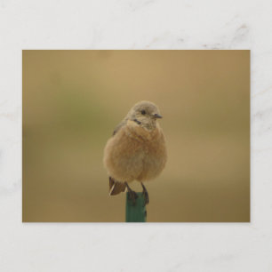 female Western Bluebird Postcard