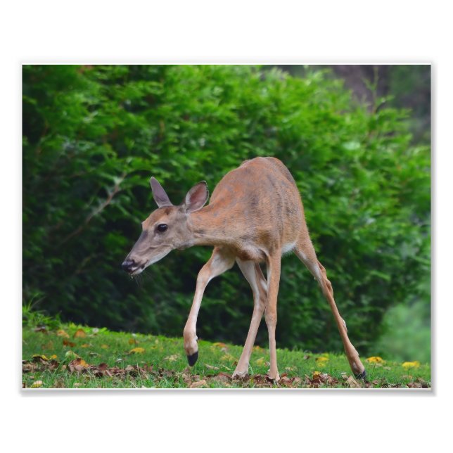 Female Whitetail Deer Photo Print (Front)