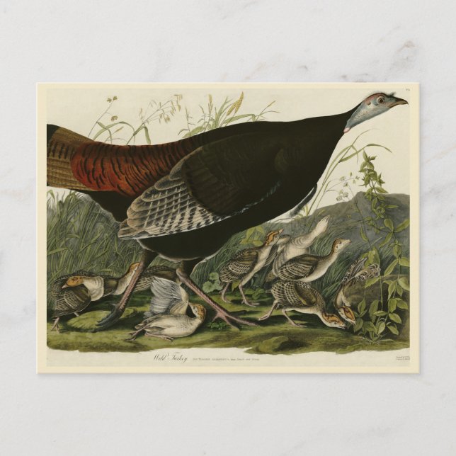 Female Wild Turkey from Audubon's Birds of America Postcard (Front)