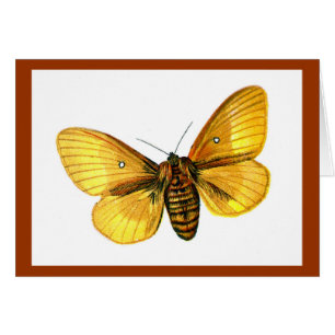 femelle de Bombyx quercus