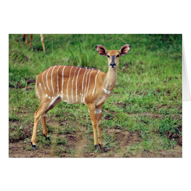 Femme Nyala, Hluhluwe-Umfolozi Game Reserve (Devant horizontal)