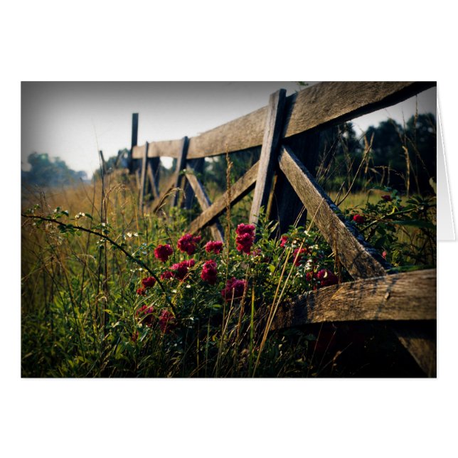 Fence and Roses (Front Horizontal)