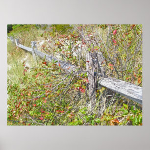 Fence & Poison Ivy IBSP NJ Poster