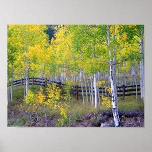 Fence with Aspens Poster