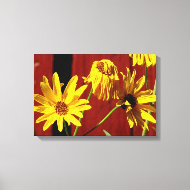 Fenced Daisy Floral  Canvas Print (Front)