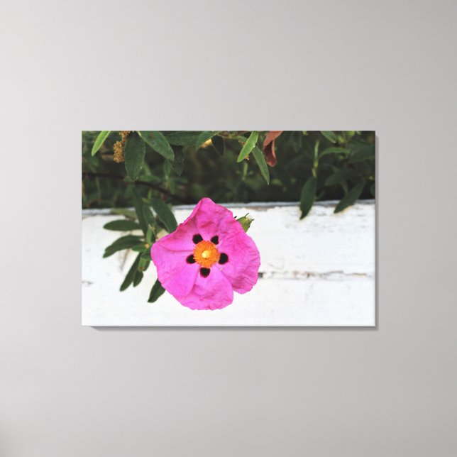 Fenced In Floral  Canvas Print (Front)