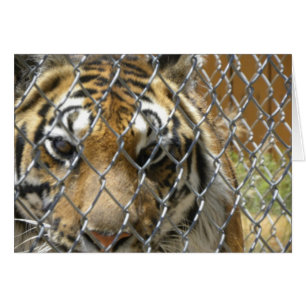 Fenced tiger card (h)