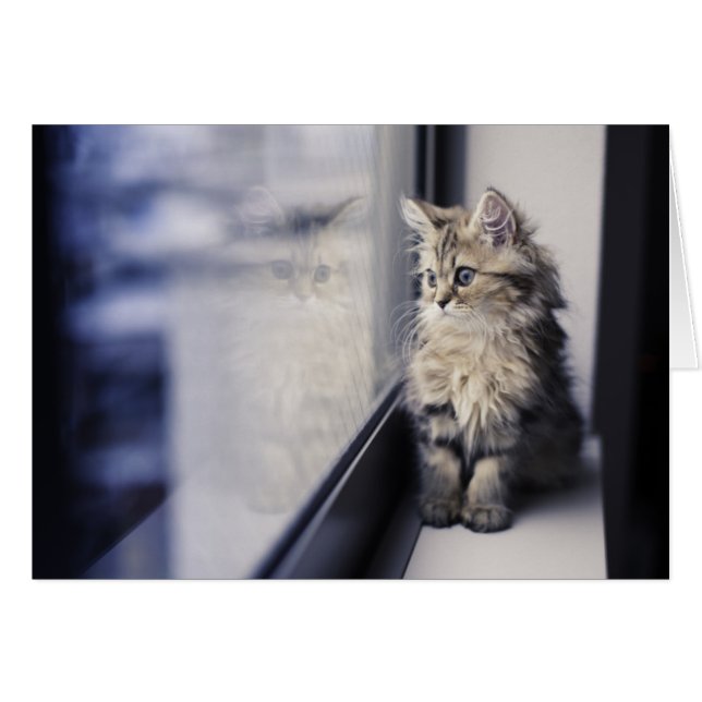 Fenêtre Kitten regardant vers l'extérieur (Devant horizontal)