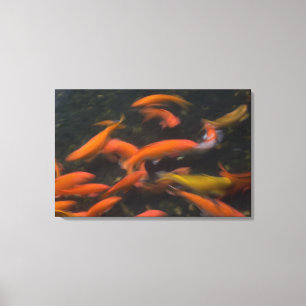 Feng Shui believe koi fish bring good luck. Canvas Print
