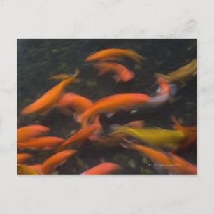 Feng Shui believe koi fish bring good luck. Postcard