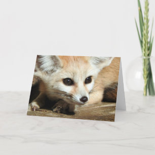 Fennec Fox Card