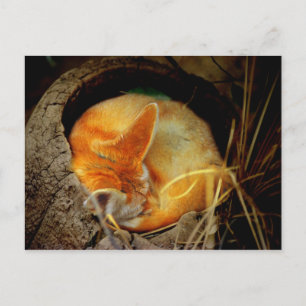 Fennec Fox Post Card