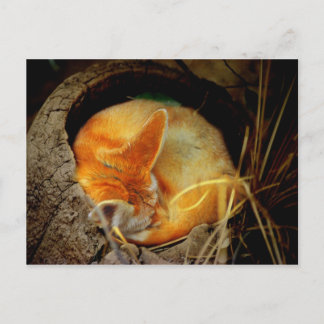 Fennec Fox Post Card
