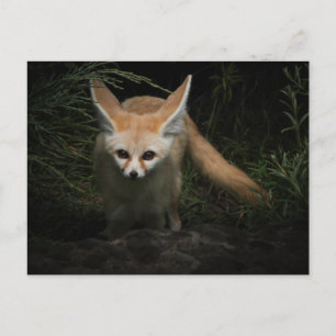 Fennec Fox Postcard