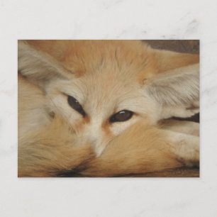 Fennec Fox Postcard