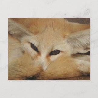 Fennec Fox Postcard