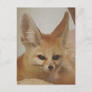 Fennec Fox Postcard